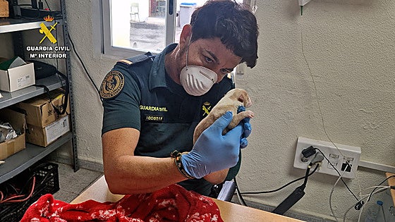 La Guardia Civil investiga a un vecino de La Llosa por abandonar cuatro perros recién nacidos en un contenedor de basura
