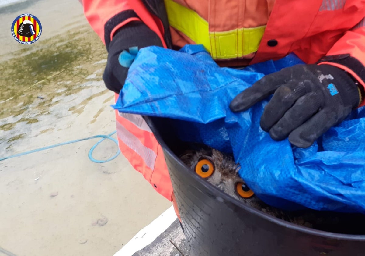 Búho real tras ser rescatado del agua.