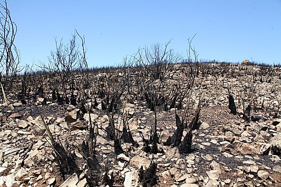 La Diputación invertirá dos millones en mejorar los montes afectados por el incendio de la Vall d'Ebo
