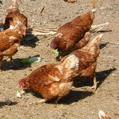 Gallinas, en imagen de archivo.