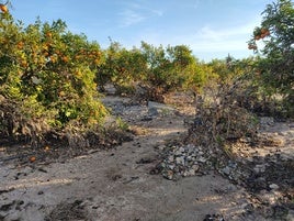 Un campo de Algemesí afectado por la dana.