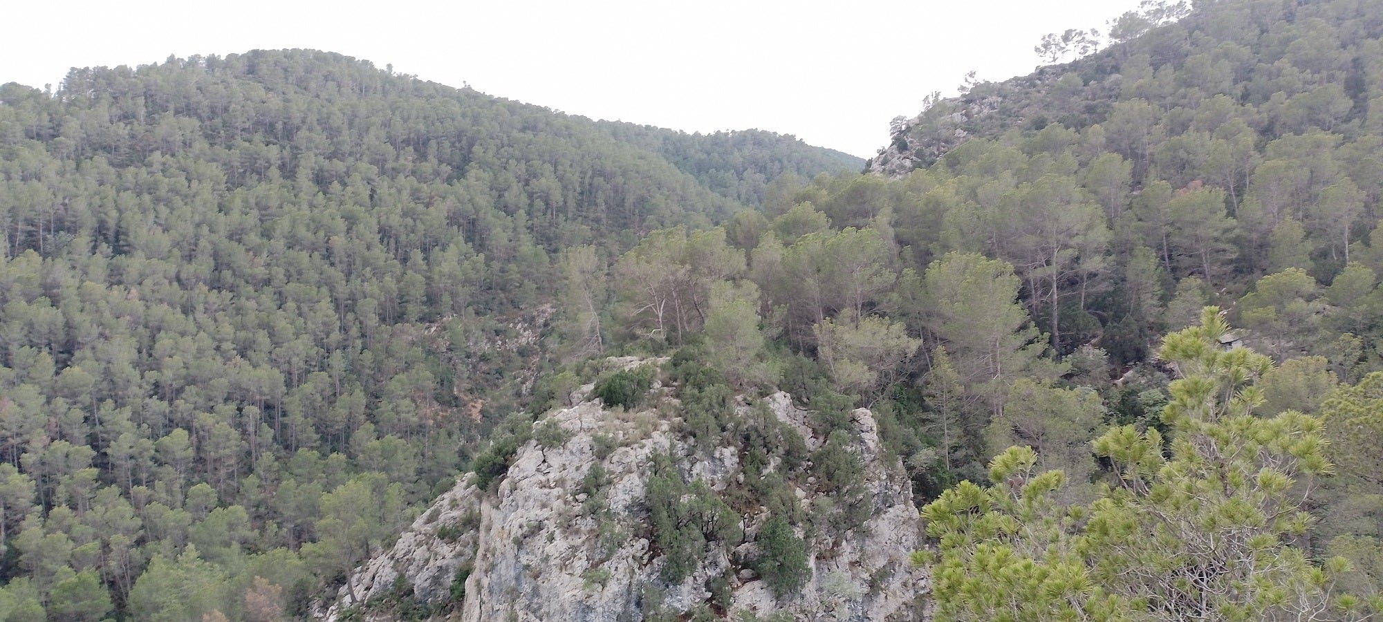 Zona forestal del término de Bicorp.