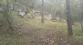 Vegetación en uno de las zonas boscosas del Real.