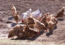 Gallinas, en una imagen de archivo.