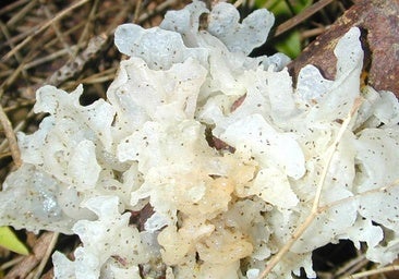 El 'hongo de nieve' de la medicina tradicional china nutritivo para la piel y el estómago