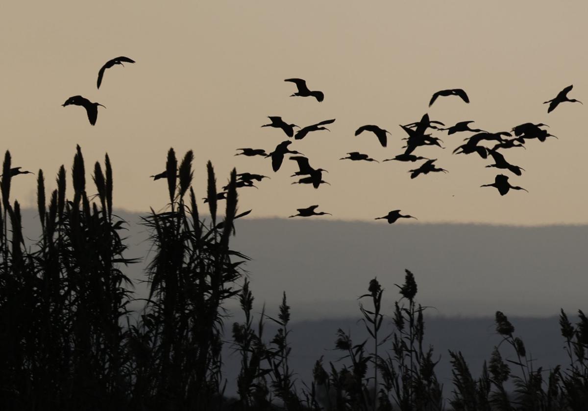 El parque de la Albufera