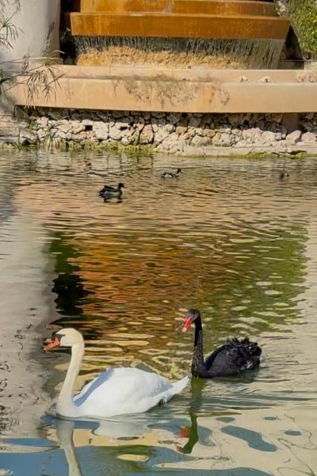 Las dos cisnes, en el lago en enero.