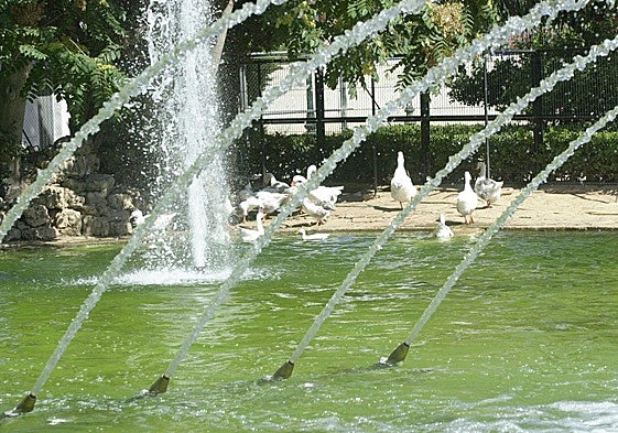 Varios patos, en el estanque de Viveros en una imagen de archivo.