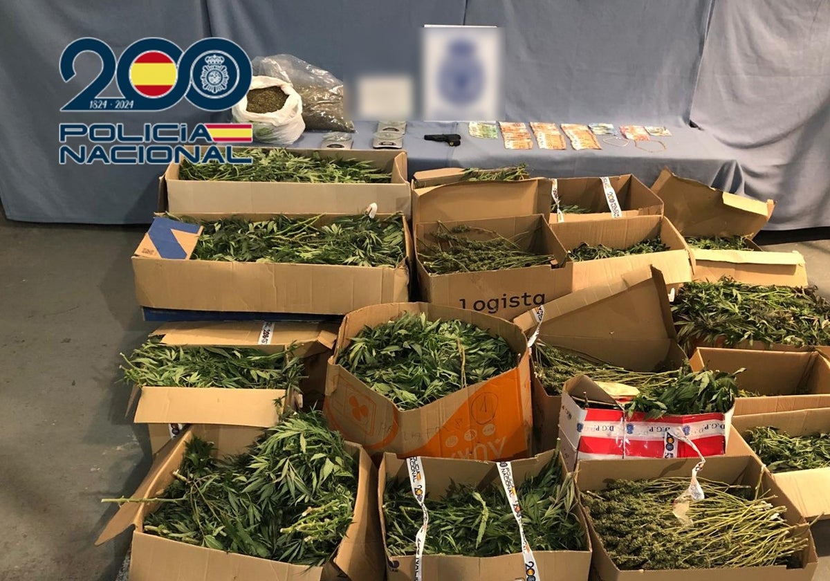 Marihuana incautada.