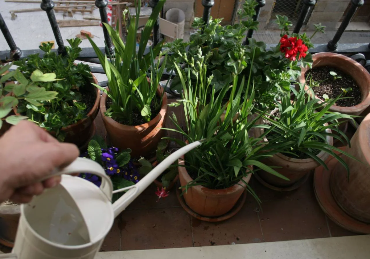 Dónde colocar la planta de jade en casa para atraer la riqueza, prosperidad y buena suerte, según el Feng Shui