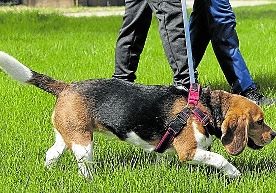 Un perro, en una imagen de archivo.