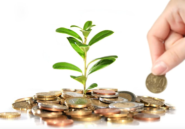 Cómo cuidar y dónde colocar la planta del dinero en casa