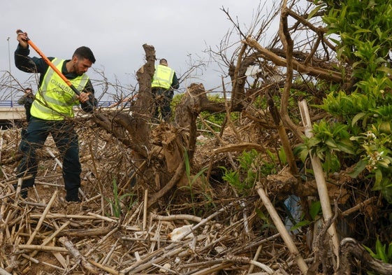 Guardias civiles rastrean en busca de víctimas entre las cañas arrastradas por las riadas de la dana a su paso por Ribarroja.