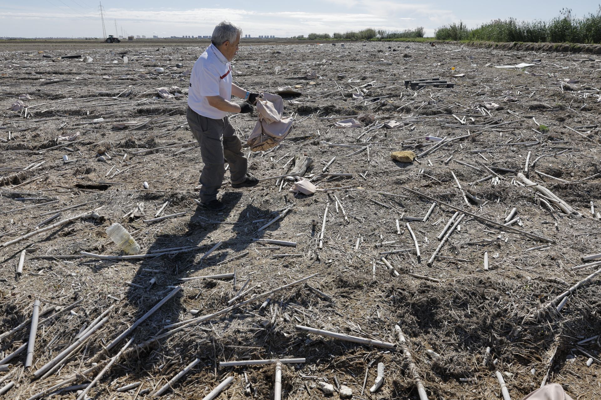 FOTOS | Así se limpia a mano un arrozal de la Albufera
