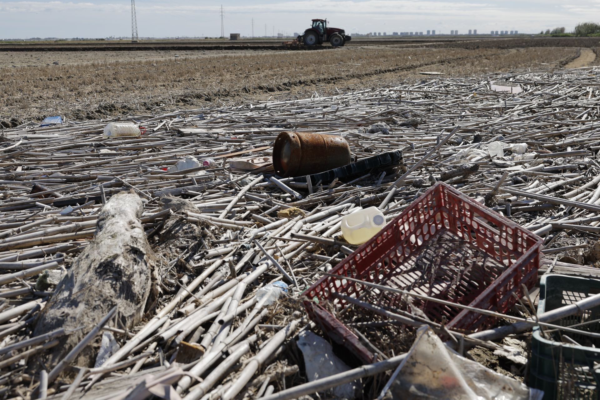 FOTOS | Así se limpia a mano un arrozal de la Albufera