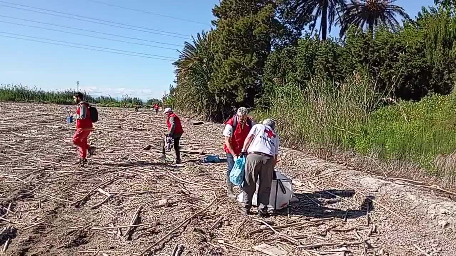 Limpieza a mano de un arrozal de la Albufera