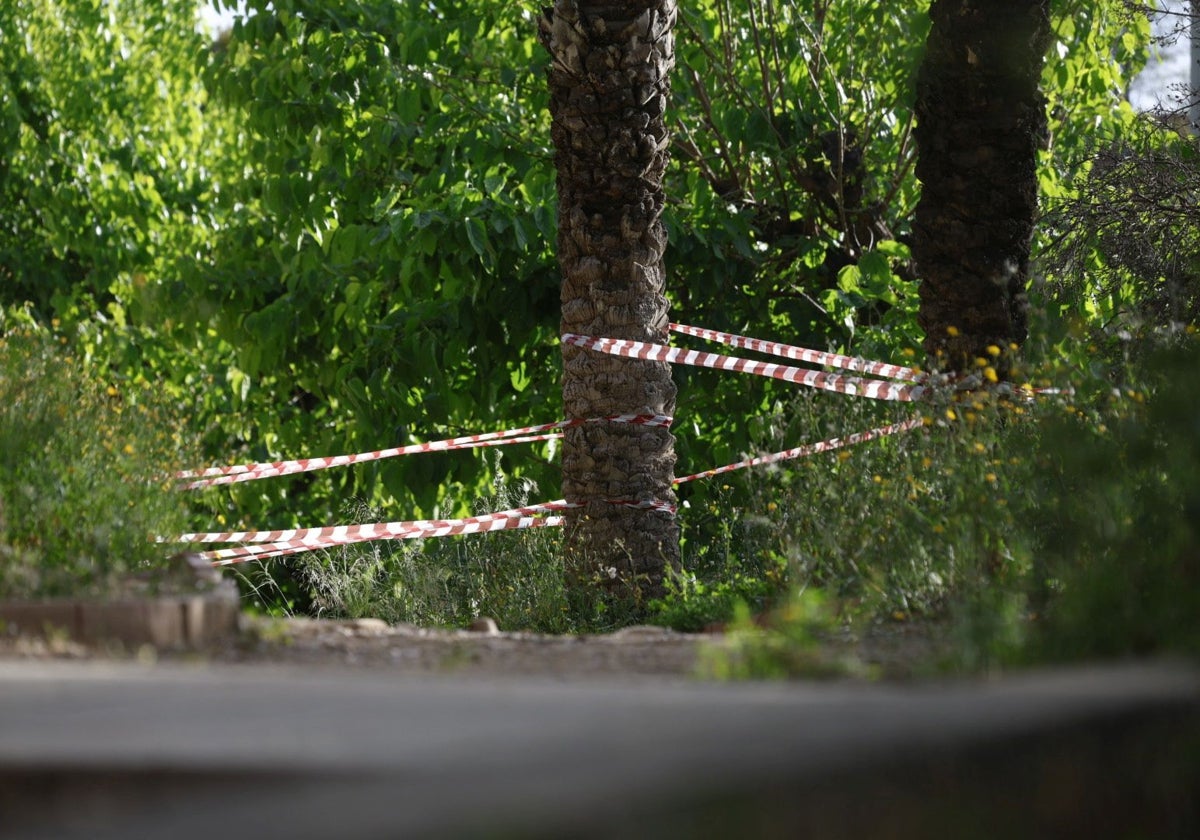 Zona acordonada donde se produjo el derrumbe de un ejemplar en el parque de Benicalap.