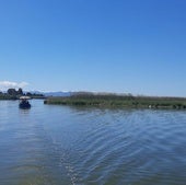Mata de vegetación flotante por la Albufera como consecuencia de la dana.
