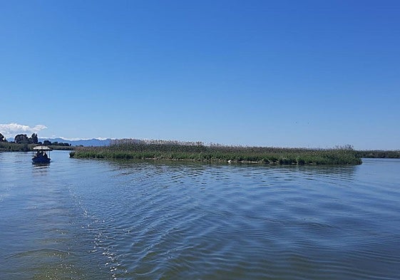 Mata de vegetación flotante por la Albufera como consecuencia de la dana.