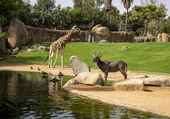 Gana dos entradas para disfrutar de un día en BIOPARC Valencia