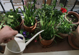 Las plantas que se pueden tener en la terraza sin miedo a que se mueran