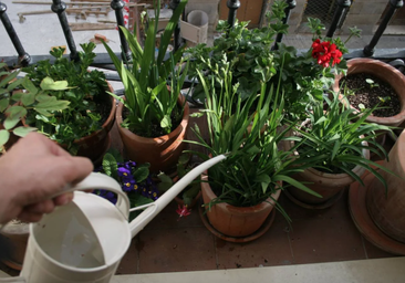 Las plantas que se pueden tener en la terraza sin miedo a que se mueran