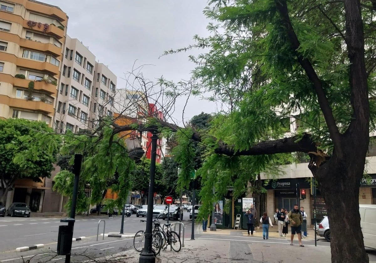Cae una rama de gran porte en la calle San Vicente