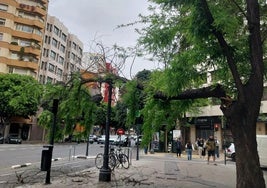 Rama de un árbol que se ha desplomado en la calle San Vicente.