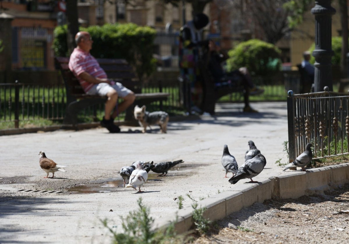 Valencia baraja sancionar hasta con 3.000 euros a las personas que alimenten palomas ante la plaga en la ciudad
