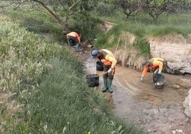 Técnicos retirando residuos en uno de los ullals.