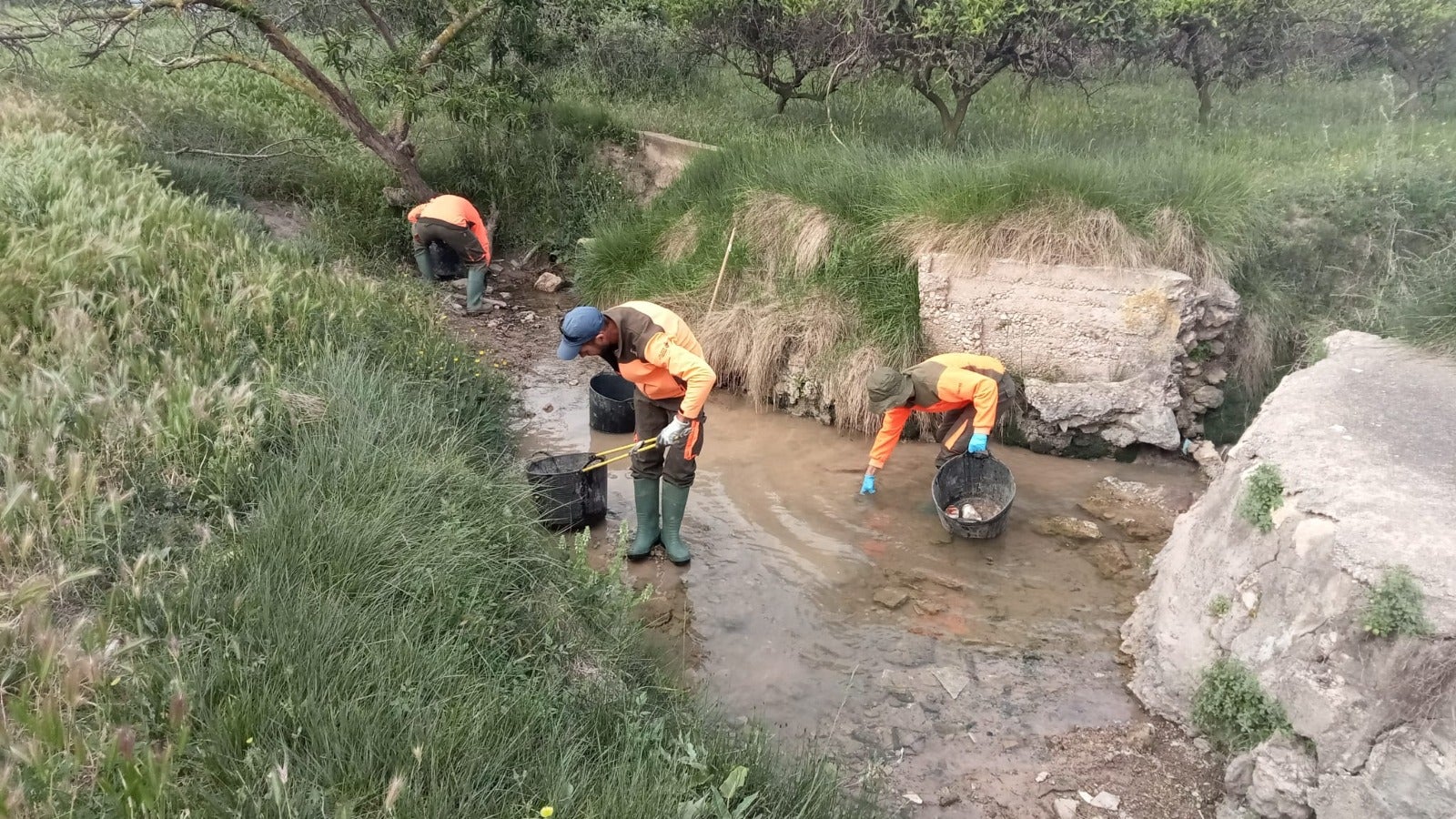 Las brigadas limpian a mano los ullals para no dañar las zonas más valiosas del parque