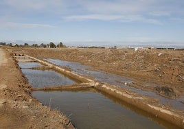 Estado de la Albufera en las inmediaciones del puerto de Catarroja.