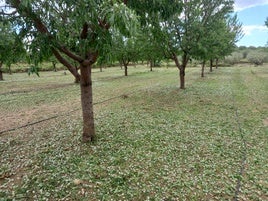 Hojas y frutos en el suelo a causa del temporal.
