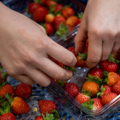 Ni en la nevera ni en el frutero: el lugar donde conservar las fresas y que no se pudran