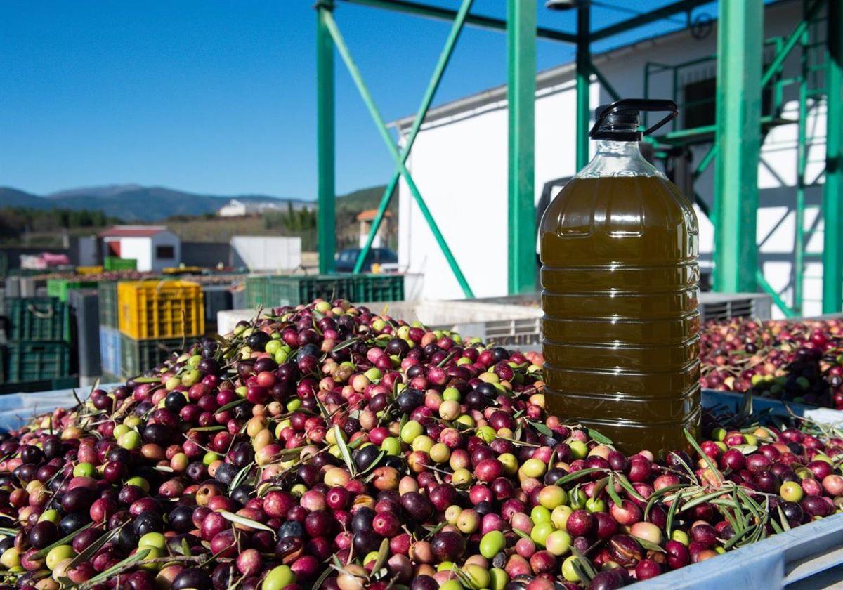 El dueño de una almazara, sobre el precio del aceite de oliva en mayo: «No sabemos cómo afectará esto a las ventas...»