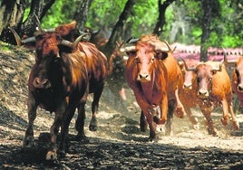 Vacas, en una imagen de archivo.