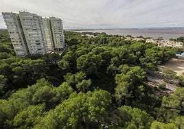 Imagen de archivo del bosque de la Devesa.