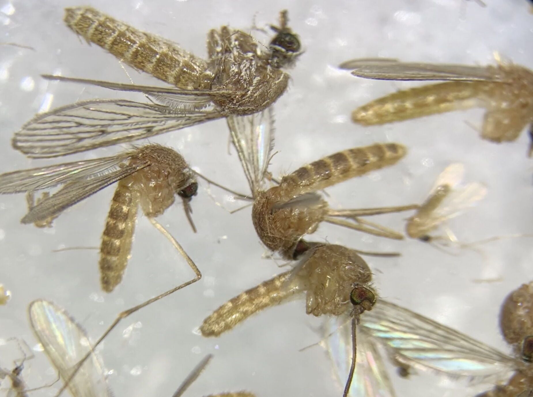 Castellón continúa con labores de prevención contra mosquitos en zonas de marjal, el Grao y los imbornables