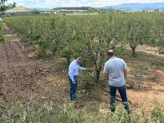 Barrachina observa los daños en un campo de los Serranos.