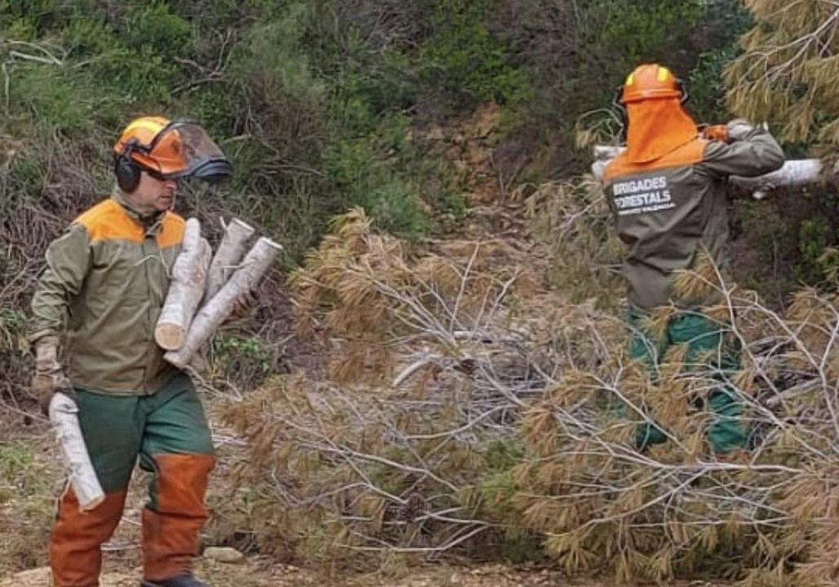 Tala de árboles abatidos por la dana en Godelleta.