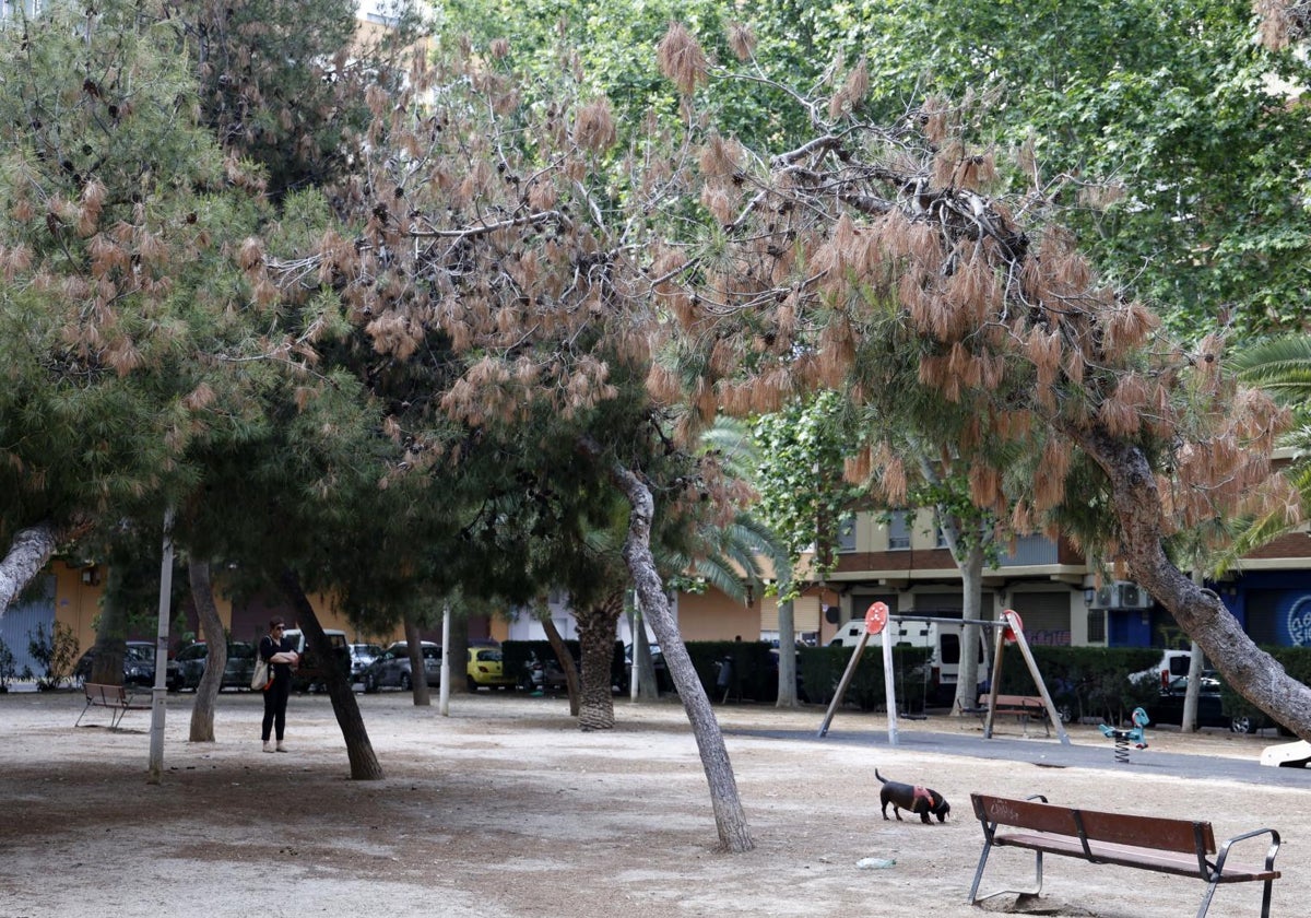 Un pino seco en la plaza Hermanos Bécquer en Orriols.