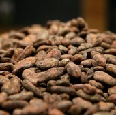 Vainas de cacao