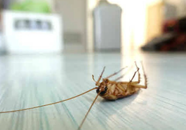 Una cucaracha en la cocina en una imagen de archivo.