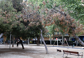 Un pino seco en la plaza Hermanos Bécquer en Orriols.
