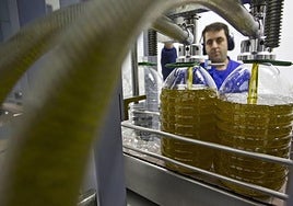 Envasado de aceite de oliva, en garrafas de cinco litros, en una cooperatriva valenciana.