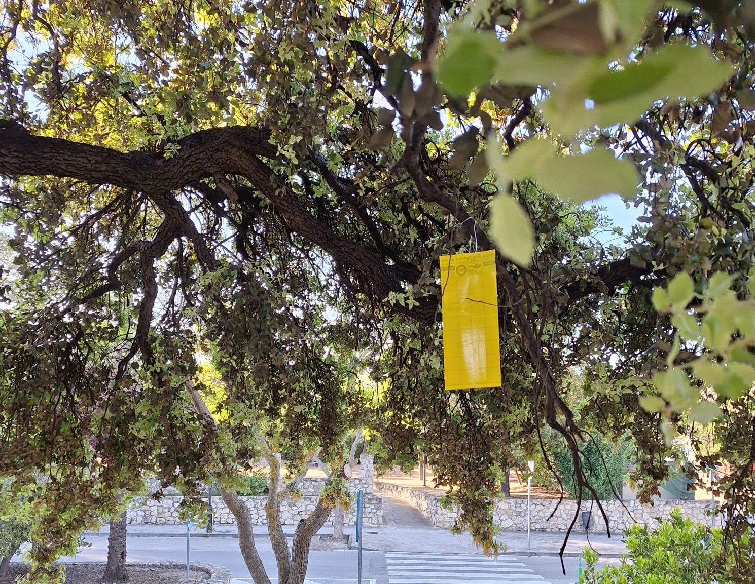 Ontinyent refuerza el control de plagas y fomenta la biodiversidad en las zonas verdes