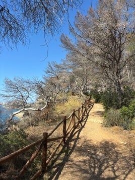 Pinos secos en la franja litoral de Benissa.