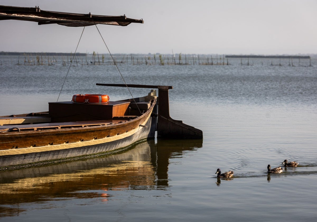 Cientos de aves acuáticas hacen vida en las aguas del paraje natural de la Albufera durante todo el año.