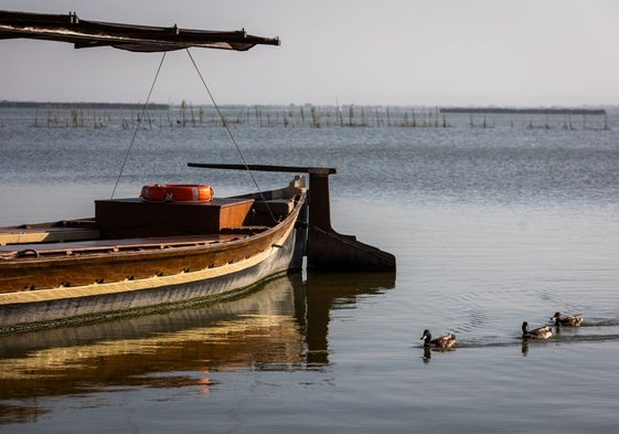 Cientos de aves acuáticas hacen vida en las aguas del paraje natural de la Albufera durante todo el año.
