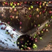 Aceituna procedente de Extremadura.